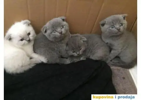 Škotski fold mače za prodaju - 3/3