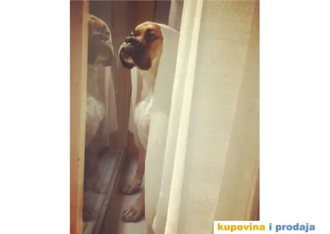 Zevs traži devojku za diskretno druženje