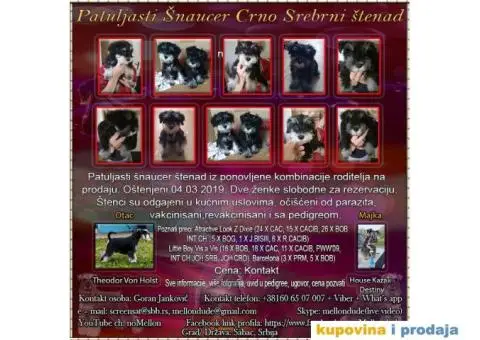 Patuljasti Šnaucer - 1/10