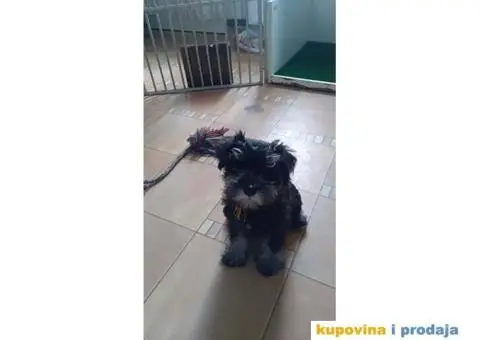 Patuljasti Šnaucer - 5/10