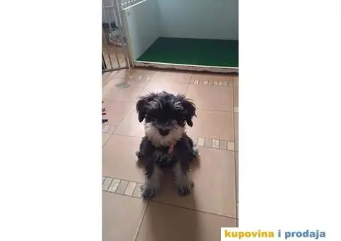 Patuljasti Šnaucer - 8/10