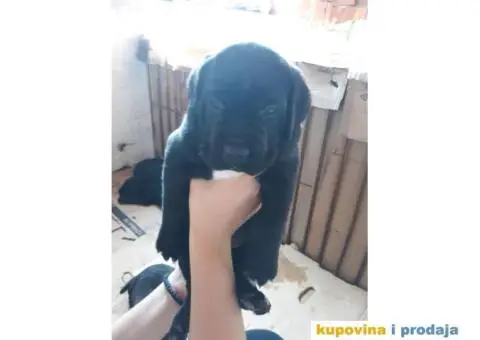 Zenkice KANE KORSO odlicnog kvaliteta - 1/10