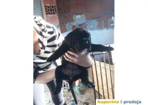 Zenkice KANE KORSO odlicnog kvaliteta - 2/10