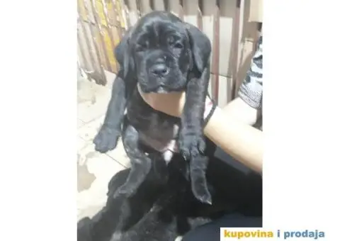 Zenkice KANE KORSO odlicnog kvaliteta - 3/10