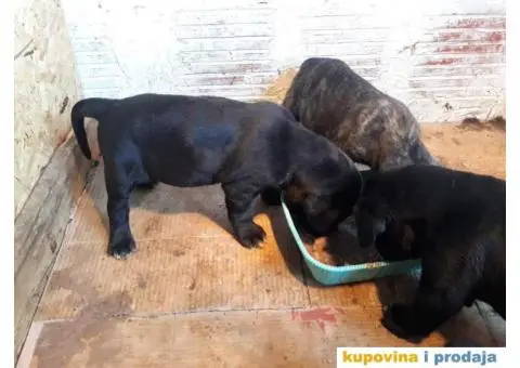 Zenkice KANE KORSO odlicnog kvaliteta - 4/10