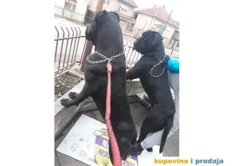 Zenkice KANE KORSO odlicnog kvaliteta - 6/10