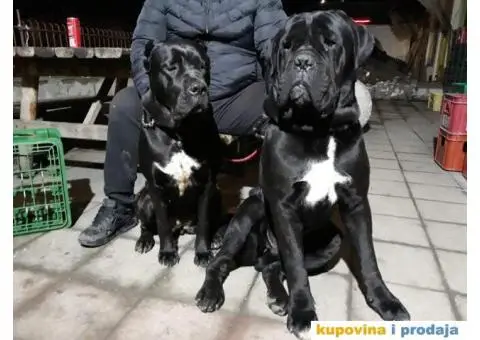 Zenkice KANE KORSO odlicnog kvaliteta - 7/10