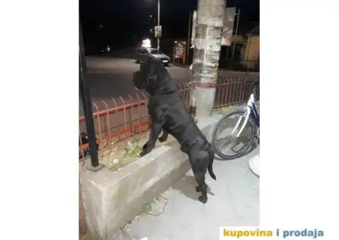 Zenkice KANE KORSO odlicnog kvaliteta - 8/10