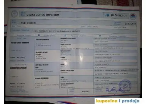 Zenkice KANE KORSO odlicnog kvaliteta - 9/10