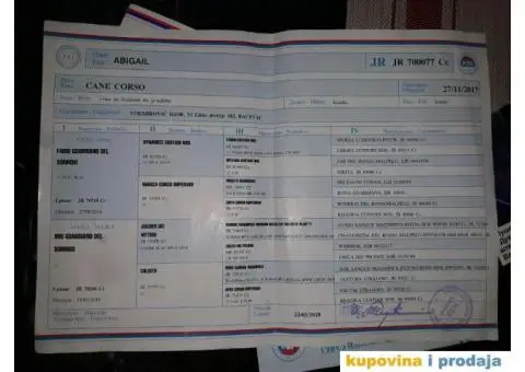 Zenkice KANE KORSO odlicnog kvaliteta - 10/10