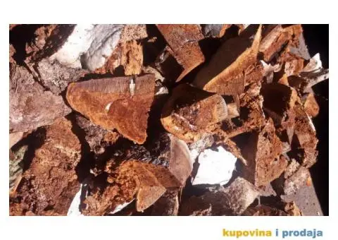 Trud gljiva za dimljenje pčela - 1/10