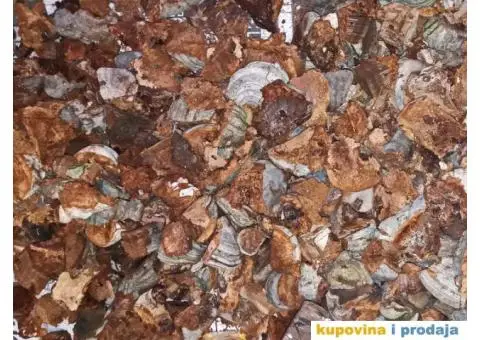 Trud gljiva za dimljenje pčela - 5/10