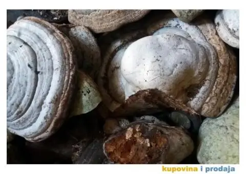 Trud gljiva za dimljenje pčela - 6/10