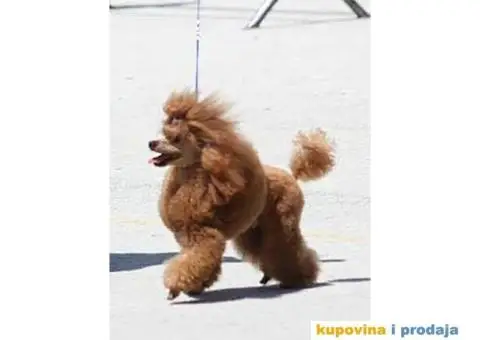 Crvena Pudla - 10/10