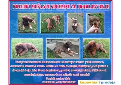 Prelepi Mešanci spremni za udomljavanje - 1/8