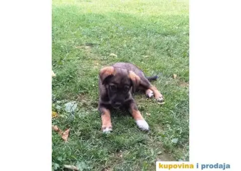 Prelepi Mešanci spremni za udomljavanje - 2/8