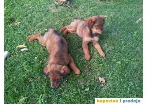 Prelepi Mešanci spremni za udomljavanje - 3/8