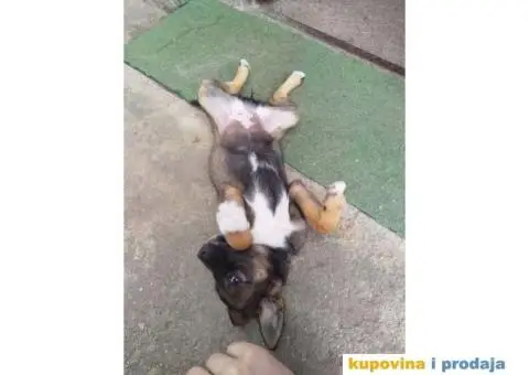 Prelepi Mešanci spremni za udomljavanje - 4/8