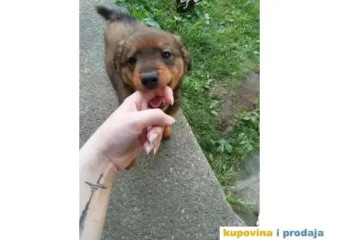 Prelepi Mešanci spremni za udomljavanje - 5/8