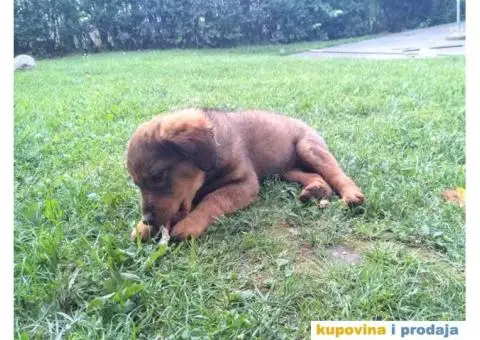 Prelepi Mešanci spremni za udomljavanje - 6/8