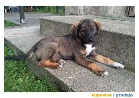 Prelepi Mešanci spremni za udomljavanje - 7/8