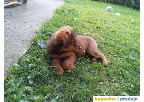 Prelepi Mešanci spremni za udomljavanje - 8/8