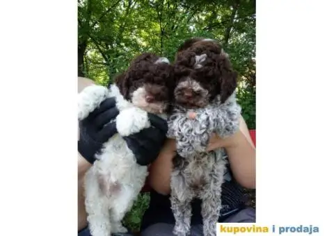 Stenci LAGOTO ROMANJOLE - 1/4