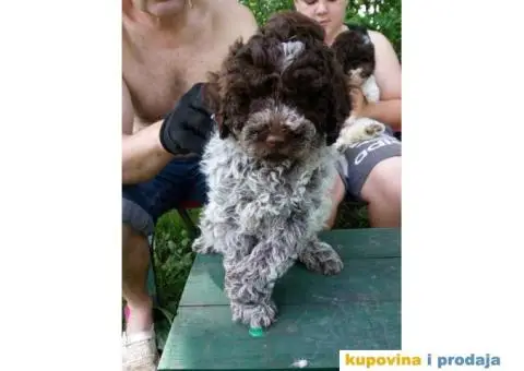 Stenci LAGOTO ROMANJOLE - 2/4