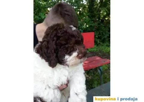 Stenci LAGOTO ROMANJOLE - 3/4