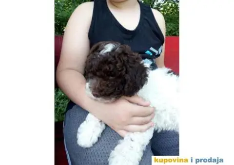 Stenci LAGOTO ROMANJOLE - 4/4