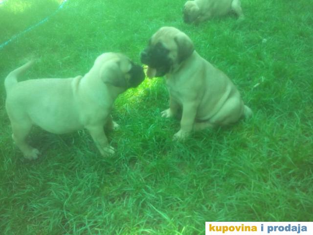 Bulmastif Prodaja Pasa Cacak Kupujem Prodajem