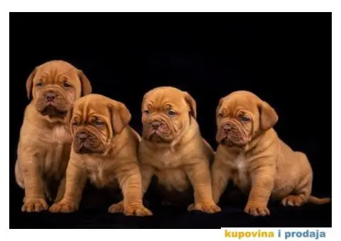 Stenci BORDOSKE DOGE - 4/7