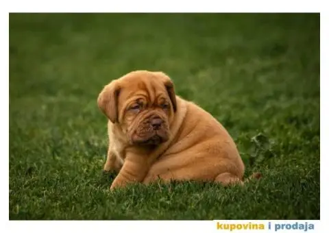 Stenci BORDOSKE DOGE - 5/7