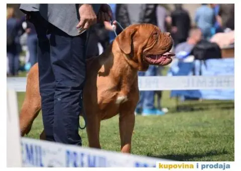 Stenci BORDOSKE DOGE - 6/7