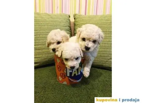 prodajem štence kovrdzavog bišona - 1/8