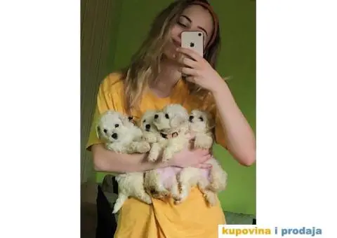 prodajem štence kovrdzavog bišona - 2/8