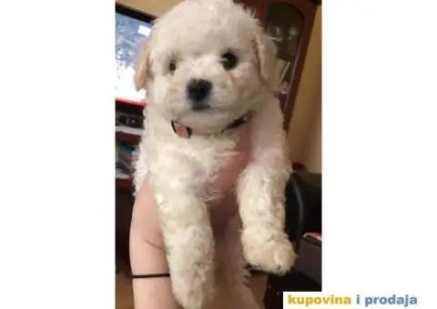 prodajem štence kovrdzavog bišona - 3/8