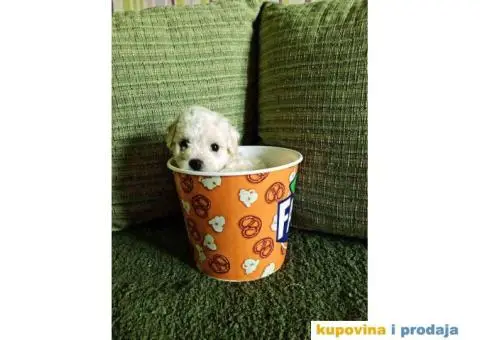 prodajem štence kovrdzavog bišona - 4/8