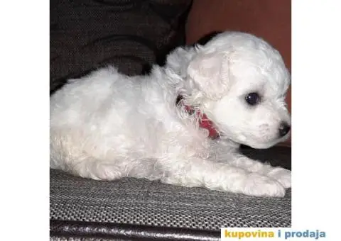 prodajem štence kovrdzavog bišona - 5/8