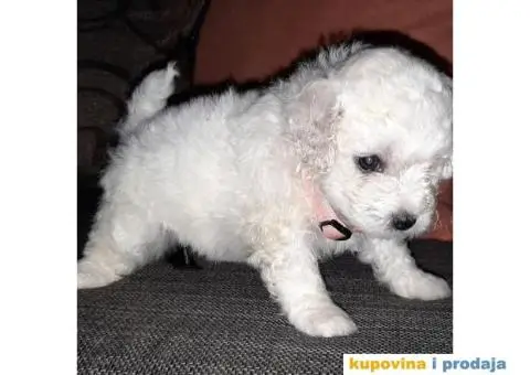 prodajem štence kovrdzavog bišona - 6/8