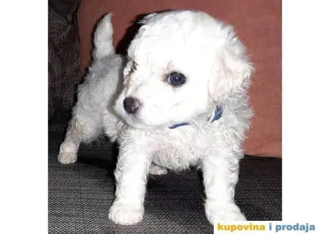 prodajem štence kovrdzavog bišona - 7/8