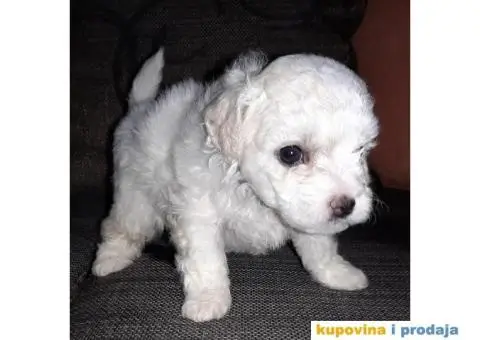 prodajem štence kovrdzavog bišona - 8/8