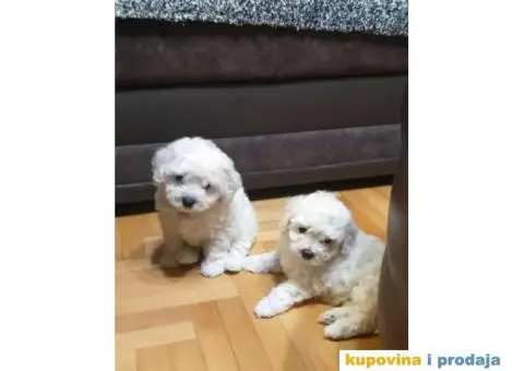 KOVRDZAVI BISON stenci izlozbenog kvaliteta - 1/8