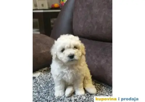 KOVRDZAVI BISON stenci izlozbenog kvaliteta - 2/8