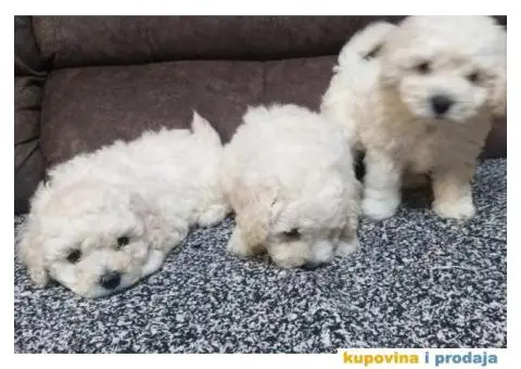 KOVRDZAVI BISON stenci izlozbenog kvaliteta - 3/8