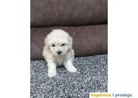 KOVRDZAVI BISON stenci izlozbenog kvaliteta - 4/8