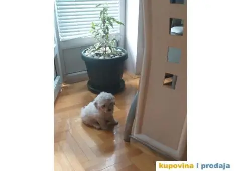 KOVRDZAVI BISON stenci izlozbenog kvaliteta - 5/8