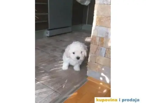 KOVRDZAVI BISON stenci izlozbenog kvaliteta - 6/8