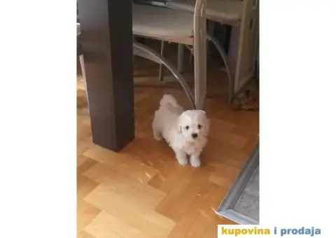 KOVRDZAVI BISON stenci izlozbenog kvaliteta - 7/8