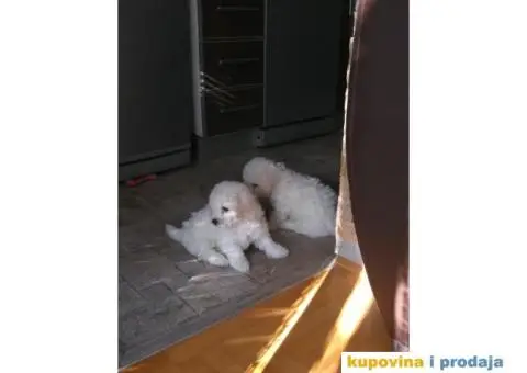 KOVRDZAVI BISON stenci izlozbenog kvaliteta - 8/8